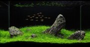 iwagumi-large.img_assist_custom-600x319.jpg