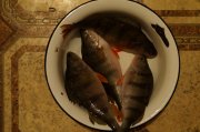 DSC04319.JPG