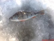 DSC01316.JPG