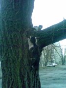 кошаки.jpg