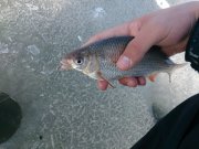 DSC_0221.JPG