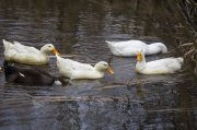 IMG_4789.JPG