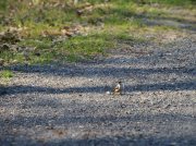 IMG_3487_resize.jpg