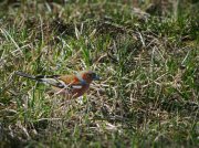 IMG_3493_resize.jpg