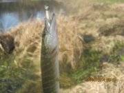 IMG_0004.JPG