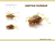 сверчок полевой.jpg