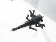 IMG_6543.JPG