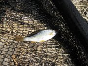 1396205005-full.jpg