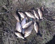IMG0242A.jpg