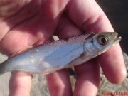 DSC01427.JPG
