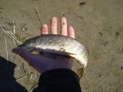 DSC00175.JPG