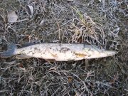 DSC00181.JPG