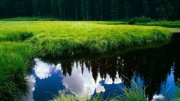 Nature___Rivers_and_lakes_The_lake_is_overgrown_with_grass_041431_23.jpg