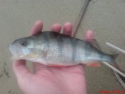 DSC01453.JPG