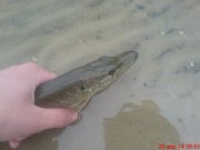 DSC01454.JPG
