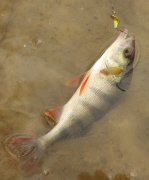 AR-Spiner trout model ловит не только форелей.JPG