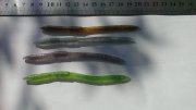IMAG0611.jpg