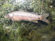 IMG_0141.JPG