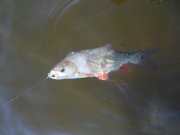 SAM_0645.JPG