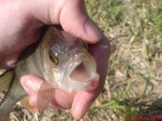 DSC01485.JPG