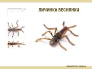 личинка веснянки.jpg
