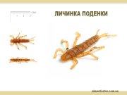 личинка поденки.jpg