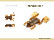 лягушенок 1.jpg