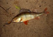 SDC17778 - Copya1.jpg