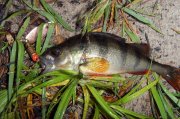 SDC17789 - Copya1.jpg