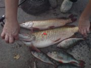 DSC00123.JPG