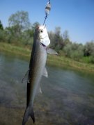 IMG_5084.jpg