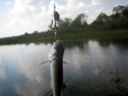 IMG_5090.jpg