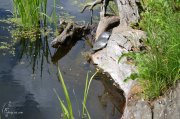 DSC_0568.JPG
