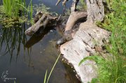 DSC_0586.JPG
