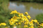 IMG_1107.JPG