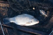 20140517_Fishing_Bochanytsia_010.jpg