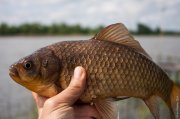20140517_Fishing_Bochanytsia_028.jpg