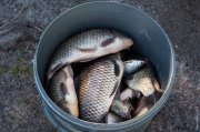 20140517_Fishing_Bochanytsia_039.jpg
