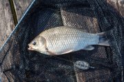 20140517_Fishing_Bochanytsia_024.jpg