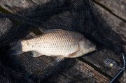 20140517_Fishing_Bochanytsia_025.jpg