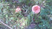 IMG_20140608_121101.jpg