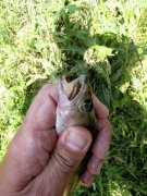 IMG_4457.JPG