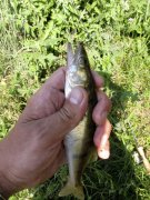 IMG_4458.JPG