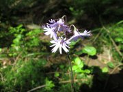 IMG_0116.JPG