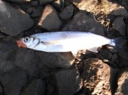 DSCF6509.JPG
