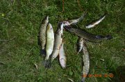 _DSC0356.JPG