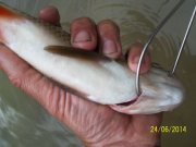 100_6089_thumb.jpg