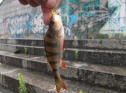 DSCF6684.JPG