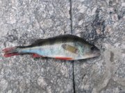 DSCF6686.JPG