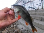 DSCF6687.JPG